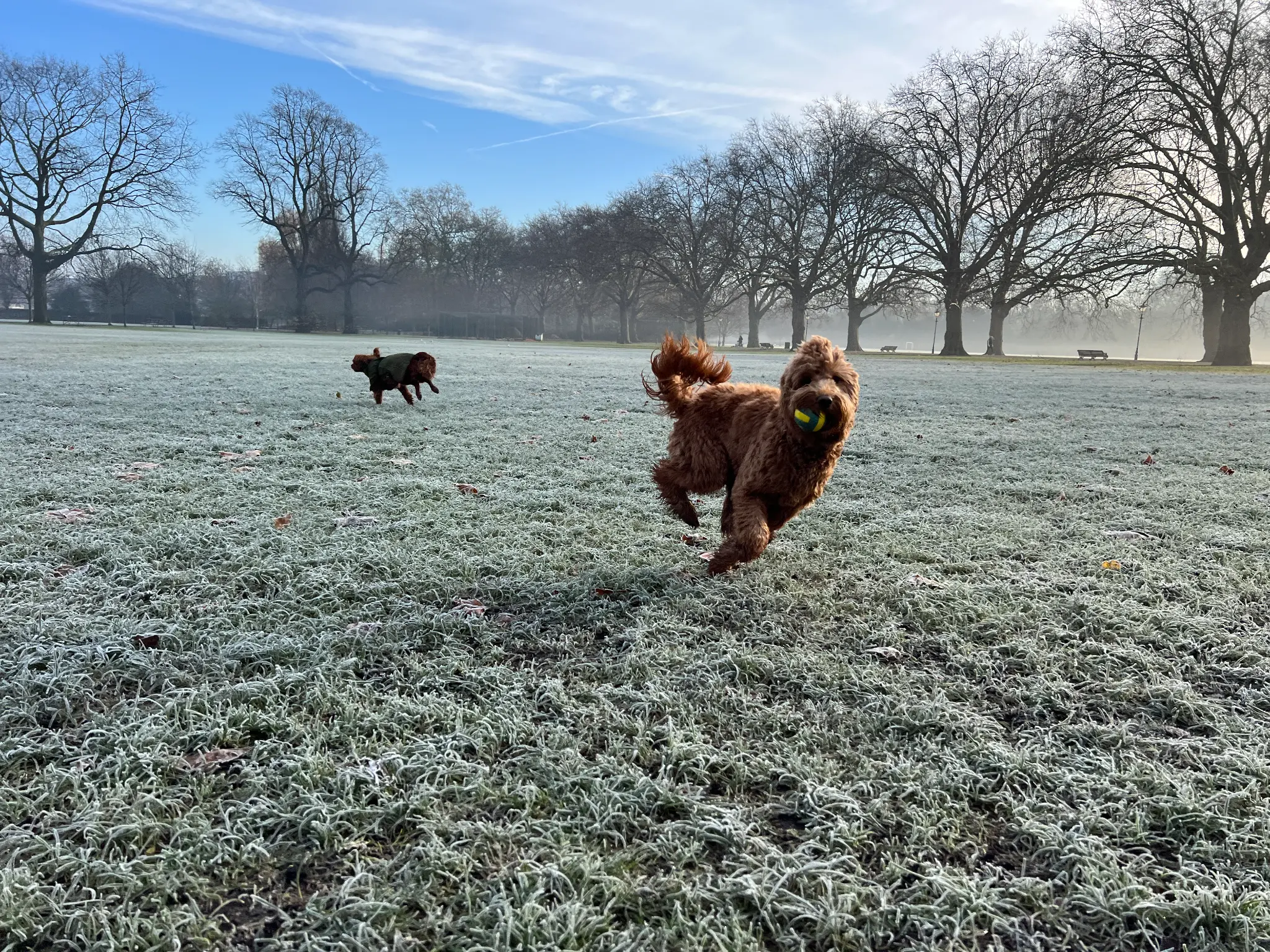 Dogs playing in the park